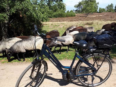 Bild 18 aus  Mühlenhof Wohlenbüttel