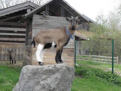 Bild 11 aus  Schauerhof