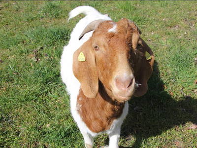 Bild 7 aus  Hof Suhrkamp