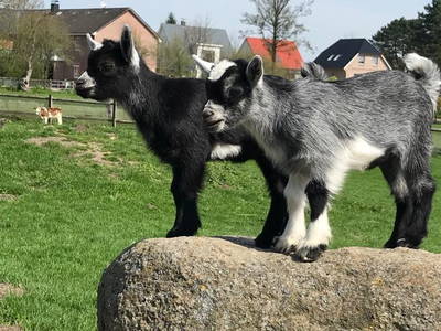 Unsere kleinen, süßen Meckerliesen