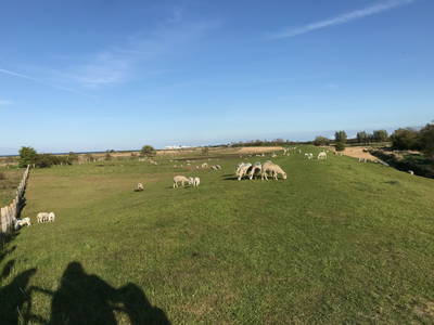 Bild 29 aus  Luftsnapper & Fellnasen