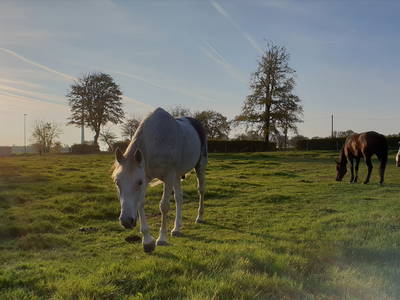 Bild 16 aus  Ferienhof-Marx