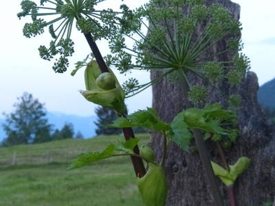 Bild 11 aus  Am Holderbusch