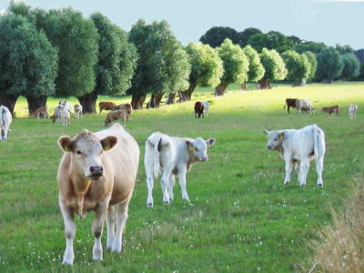 Bild 11 aus  Ferienhof Hafflandsichten auf Usedom