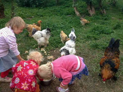 Bild 16 aus  Pferdehof Ruhnau FN