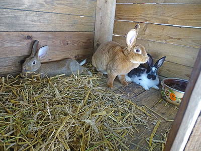 Bild 6 aus  BIO Ferienhof Schütterle