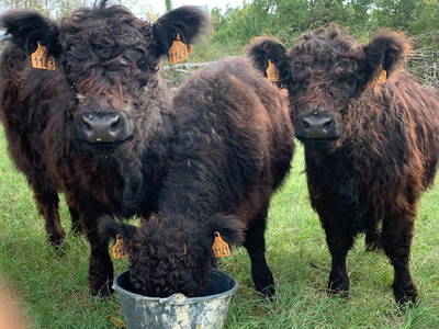 Bild 9 aus  Le Colombié - Ferienhäuser an der Dordogne mieten