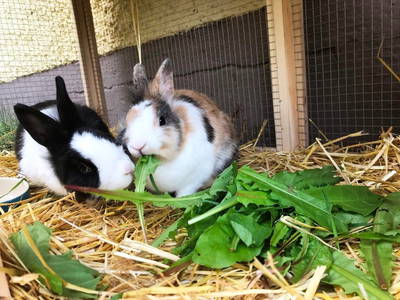 Unser Kaninchen Trixi und Flecki
