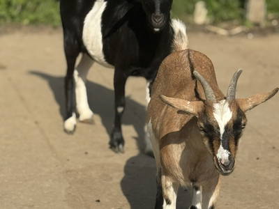 Bild 31 aus  Hof in Liebesdorf