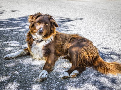 Bild 14 aus  Vordersattlegghof