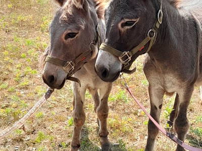 Bild 7 aus  Ferienbauernhof Am Hoersch