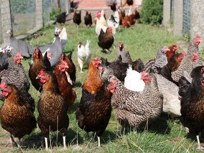 Bild 47 aus  Erlebnis-Bauernhof Kliewe auf der Insel Rügen