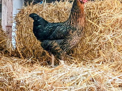 Bild 21 aus  Ferienhof Hasseler