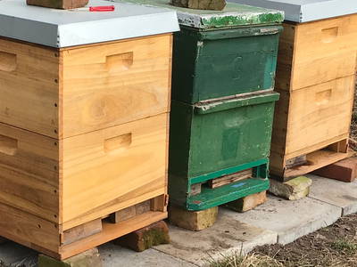 Bienen auf dem Sonnenlandhof