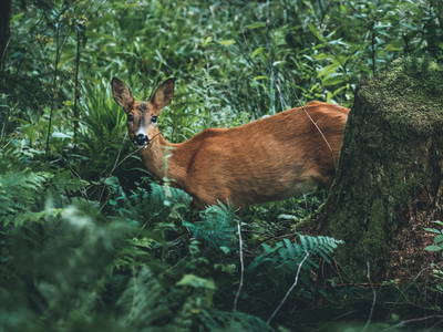 Bild 15 aus  Gutshof Armbruster