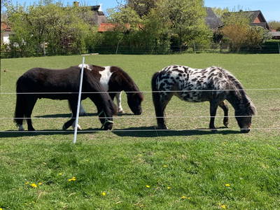 Bild 30 aus  Ostseeferienhof Tralau