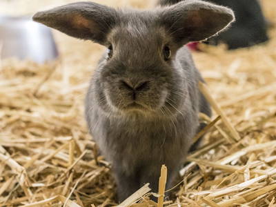Bild 20 aus  LandSelection Gutshof Käppeler
