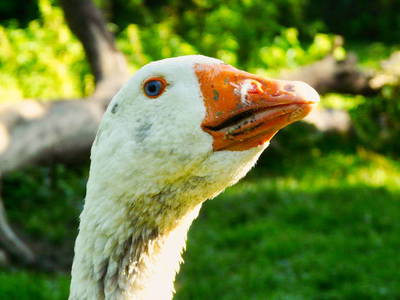 Bild 19 aus  Hubertushof, der Bilderbuchbauernhof