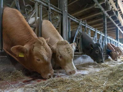 Bild 16 aus  Adrianenhof