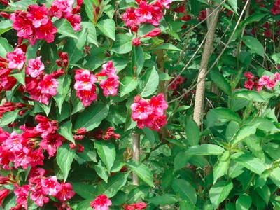 Bild 10 aus  Ferienhaus im Vorspessart