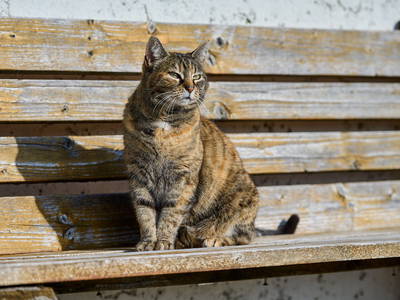 Bild 4 aus  Landurlaub Allgäu