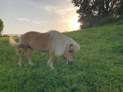 Bild 24 aus  Weidererhof