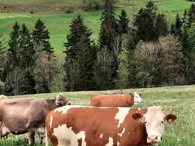 Bild 14 aus  Ferienhof Moosreiten