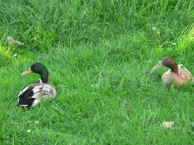 Bild 18 aus  Grenzer Ökohof