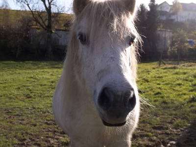 Bild 10 aus  Ferienhof Riekeshof
