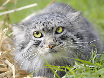 Bild 14 aus  Urlaub im Zoo – Tierpark Görlitz