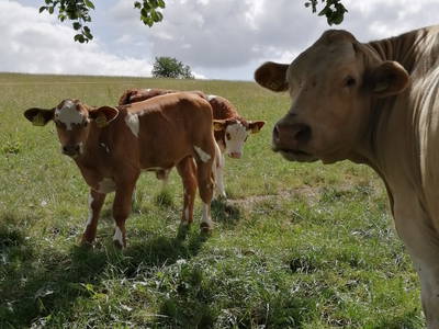 Bild 35 aus  Ferienhaus Schilz