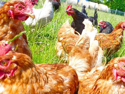 Unsere Hennen namens Bertha, Hahn Hugo war kamerascheu.