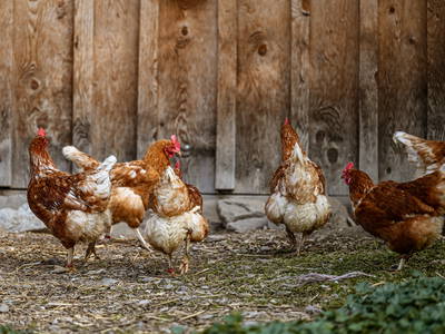 Bild 46 aus  Kircherhof