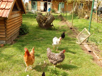 Bild 5 aus  Ferienhaus  Mecklenburg