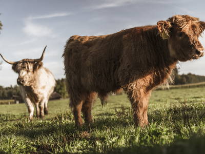 Bild 15 aus  LandSelection Moierhof am Chiemsee - Ferienhof des Jahres