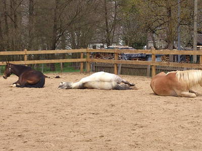 Bild 42 aus  Ferienbauernhof Voß