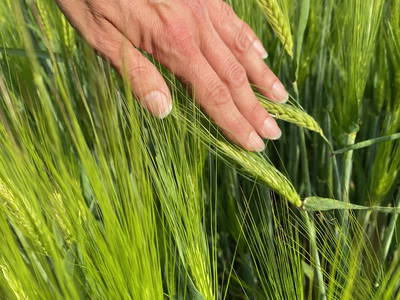 Bild 36 aus  Gut Büchenau  -  Auszeit für Erholungsuchende & Naturliebhaber