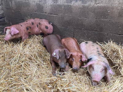 Bild 47 aus  Bauernhofpension Bals