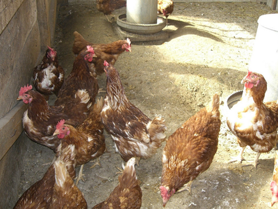 Bild 10 aus  Unterschöpferhof