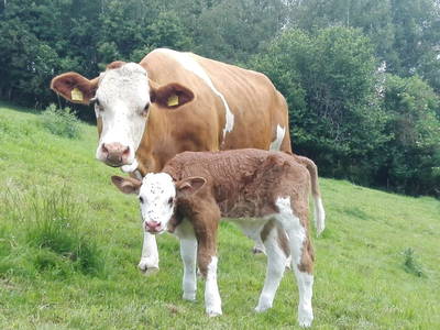 Bild 22 aus  Weidererhof