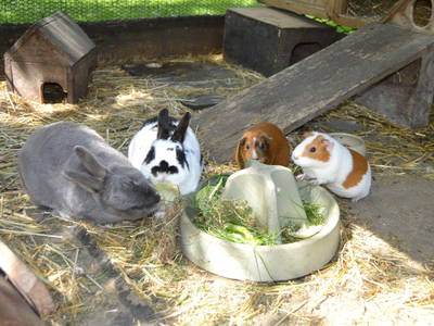 Bild 14 aus  Dennhornshof