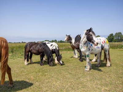 Bild 30 aus  Ferienhof Frieslandstern