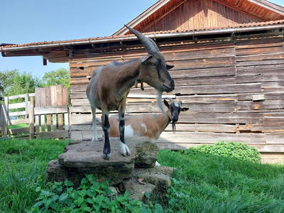 Bild 34 aus  Fuchsbauernhof