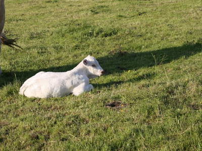 Bild 8 aus  Bauernhof Rupertiblick