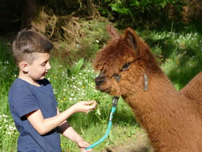 Bild 21 aus  Hubertushof Eifel - Ferienhof