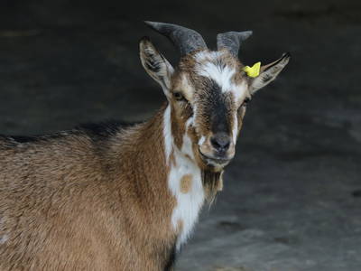 Bild 23 aus  Doasahof