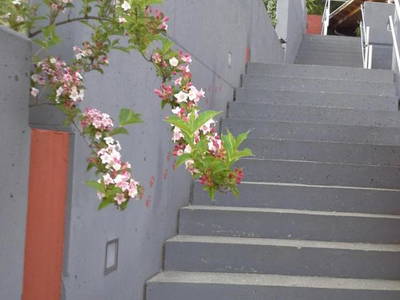 Bild 26 aus  Forstbauer am Millstätter Hochplateau