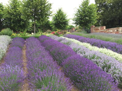 Bild 5 aus  Kräutergarten Klostermühle