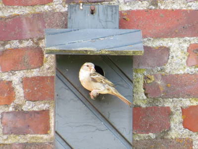 Bild 12 aus  Nase im Wind