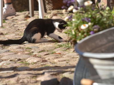 Bild 26 aus  Sonis kleine Farm Grömitz